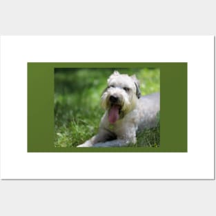 A soft coated wheaten Terrier dog Posters and Art